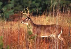 Preston Minnesota - Deer Hunting, Root River, Fishing, Streams, Pheasants, Turkey, Fall