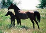 Hoffmann Stables & Tack Shop LLC