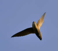 Preston, Minnesota - Chimney Swift