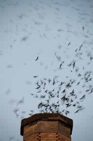 Preston, Minnesota - Chimney Swift
