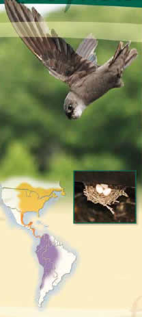 Preston, Minnesota - Chimney Swifts